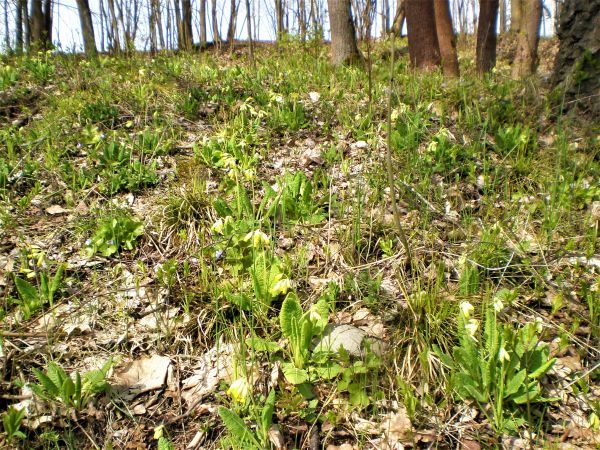 Pavasarinė raktažolė (Primula veris)